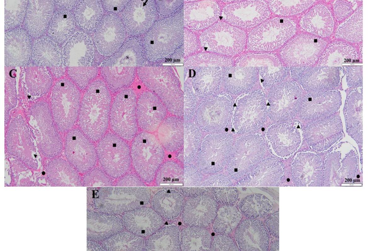 Haematoxylin and Eosin (H&E) staining of the testis sections for each experimental group. Figures were recorded under 10x magnification. (A) Control; (B) EBN; (C) Wi-Fi 1; (D) Wi-Fi 2; (E) EBNW group. S represented spermatozoa; GC represented germinal epithelium; ■ represented a normal arrangement of seminiferous tubule; ▲represented detachment/free spaces of the cells from the basement membrane; ● showed pink edematous lesion (shading different in Figure 1B to 1E)