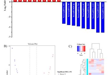 Analysis of miRNA expression profile with metformin treatment in high glucose-induced HUVECs (¬n = 3) (A) The differential expression of miRNAs in high glucose-induced HUVECs treated with metformin, showing both up-regulated (red) and down-regulated (blue) miRNAs; (B) a volcano plot displaying the fold change of miRNA expression in the samples (log2 fold change) with their statistical significance (-log10 (p-value)), color-coded to distinguish the significantly upregulated (red), downregulated (blue), and n